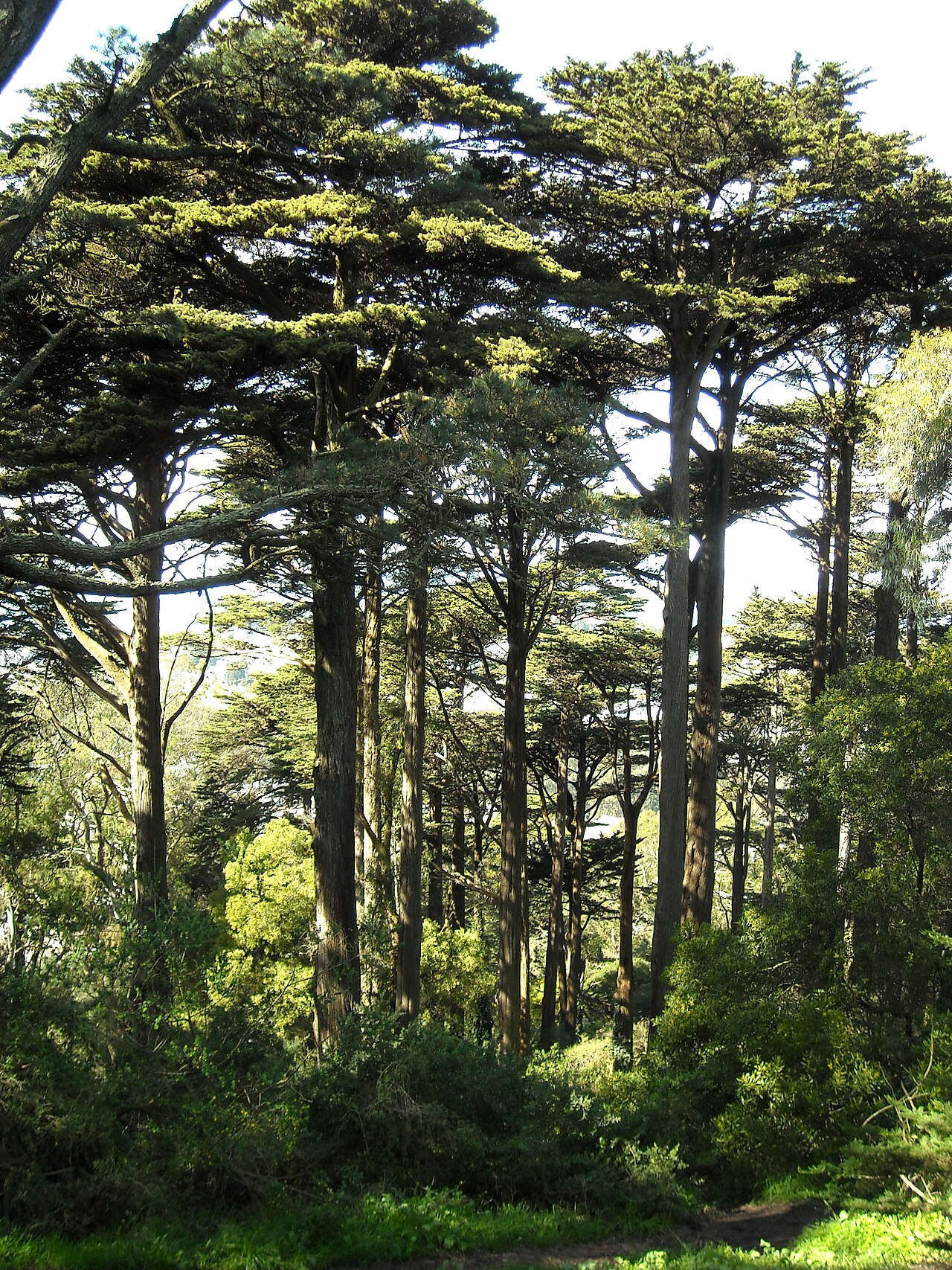 Wooded hilltop trails inside Buena Vista Park, SF's oldest park photo
