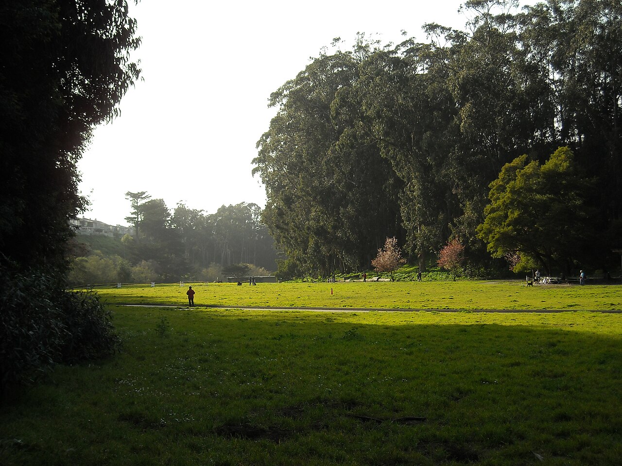 Pine Lake's meadow at the edge of Stern Grove photo